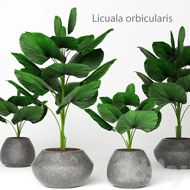Plants – Flowers – 3D Models Download – Licuala orbicularis 2