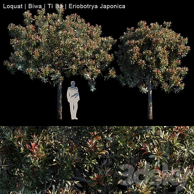 Plants – Flowers – 3D Models Download – Loquat Biwa Eriobotrya japonica (max; fbx) 3d model