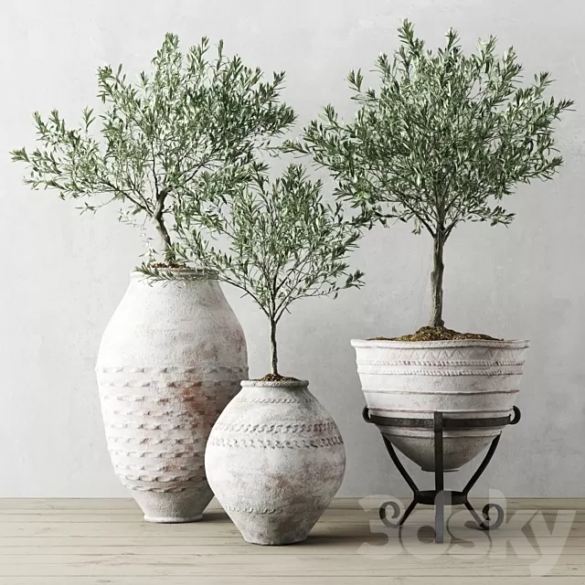 Plants – Flowers – 3D Models Download – Olea europaea in antique Mediterranean Vessels