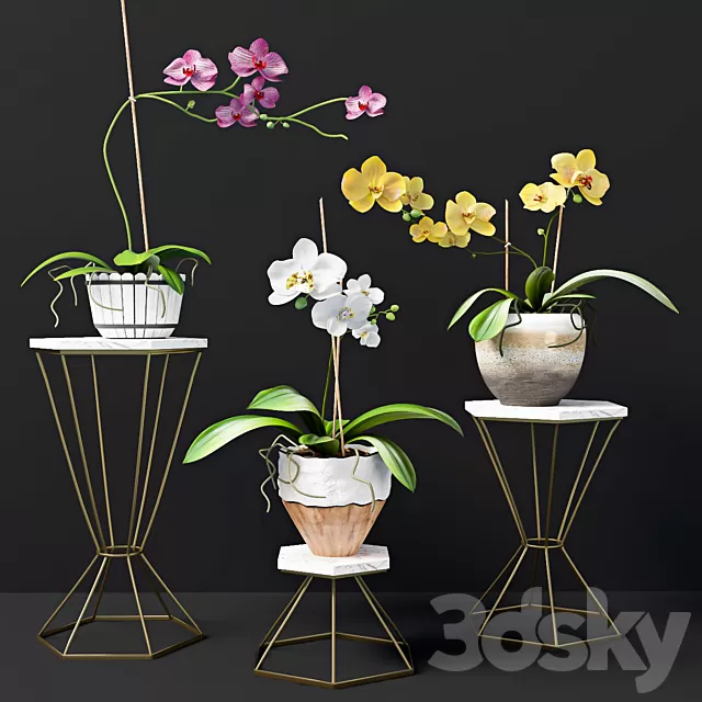 Plants – Flowers – 3D Models Download – Orchid flowers Plants – Flowers – 3D Models Download – Orchid flowers