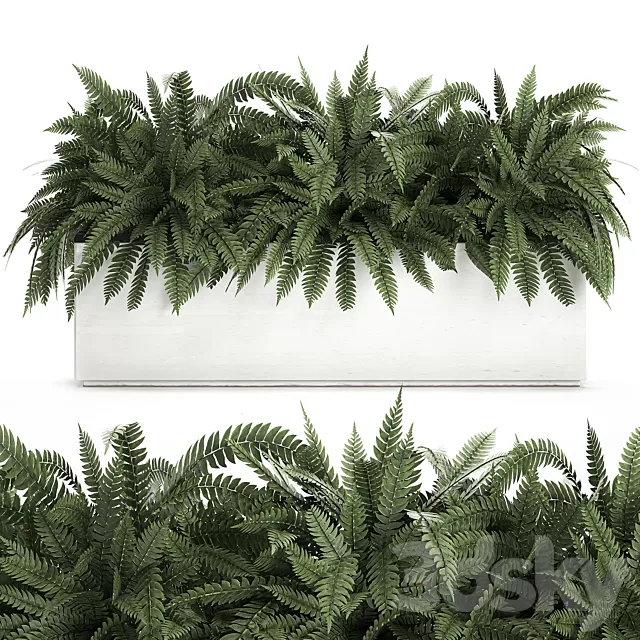Plants – Flowers – 3D Models Download – Ornamental Plant Collection 673 Plants – Flowers – 3D Models Download – Ornamental Plant Collection 673