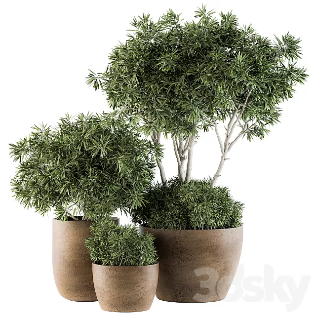 Plants – Flowers – 3D Models Download – Outdoor Plants decorative tree in Concrete flowerpot Set 111 Plants – Flowers – 3D Models Download – Outdoor Plants decorative tree in Concrete flowerpot Set 111