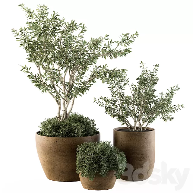 Plants – Flowers – 3D Models Download – Outdoor Plants Olive – Set 79 Plants – Flowers – 3D Models Download – Outdoor Plants Olive – Set 79