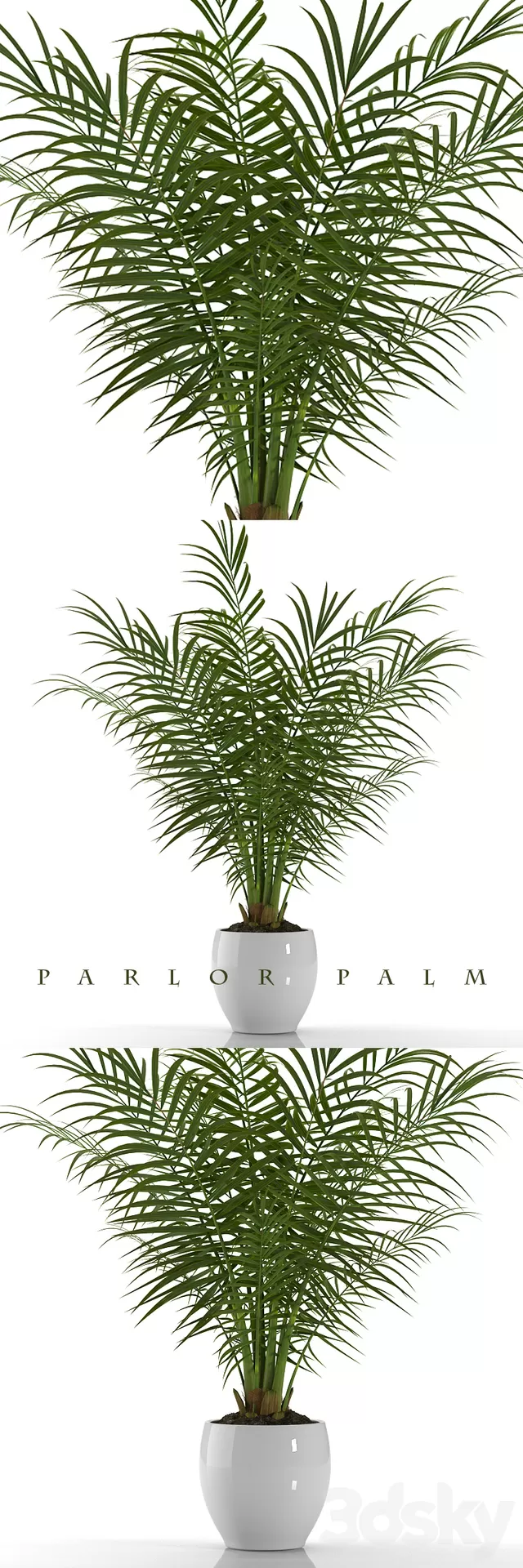 Plants – Flowers – 3D Models Download – PARLOR PALM.PLANTS 23 Plants – Flowers – 3D Models Download – PARLOR PALM.PLANTS 23