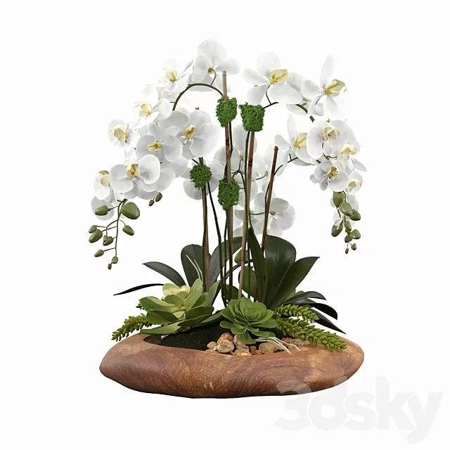 Plants – Flowers – 3D Models Download – Phalaenopsis Silk Orchids Plants – Flowers – 3D Models Download – Phalaenopsis Silk Orchids