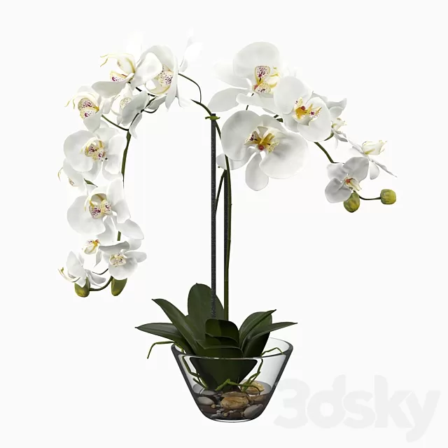 Plants – Flowers – 3D Models Download – Phalaenopsis Silk White Orchid in Glass Vase Plants – Flowers – 3D Models Download – Phalaenopsis Silk White Orchid in Glass Vase