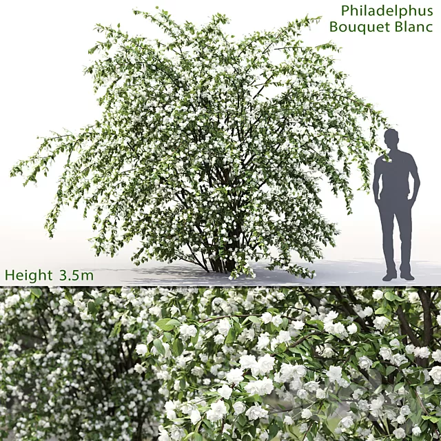 Plants – Flowers – 3D Models Download – Philadelphus Bouquet Blanc # 2 Jasmine Plants – Flowers – 3D Models Download – Philadelphus Bouquet Blanc # 2 Jasmine