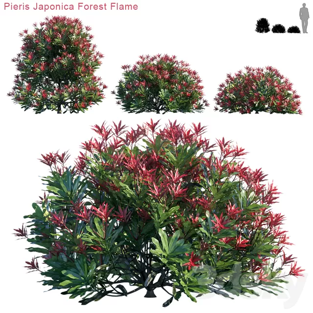 Plants – Flowers – 3D Models Download – Pieris Japonica Forest Flame (max; fbx) Plants – Flowers – 3D Models Download – Pieris Japonica Forest Flame (max; fbx)