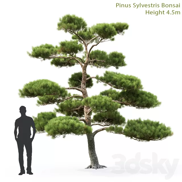 Plants – Flowers – 3D Models Download – Pine Bonsai 4.5m (max 2013; Vray; Corona; fbx) Plants – Flowers – 3D Models Download – Pine Bonsai 4.5m (max 2013; Vray; Corona; fbx)