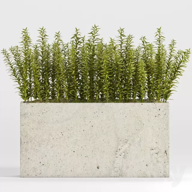 Plants – Flowers – 3D Models Download – PLANT -11 Plants – Flowers – 3D Models Download – PLANT -11