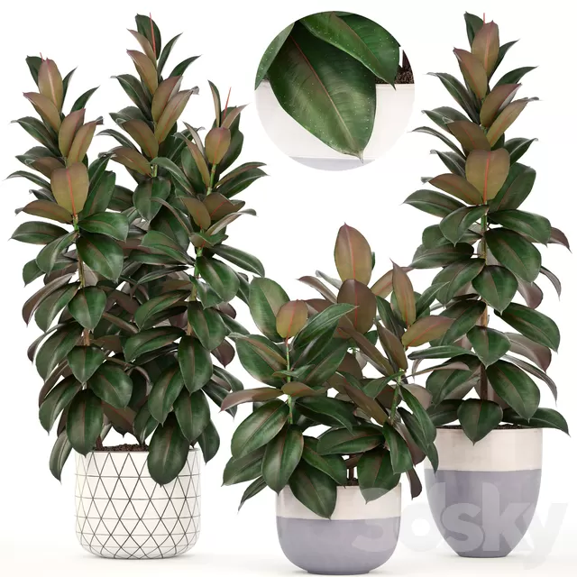 Plants – Flowers – 3D Models Download – Plant collection 204. Ficus elastica Plants – Flowers – 3D Models Download – Plant collection 204. Ficus elastica