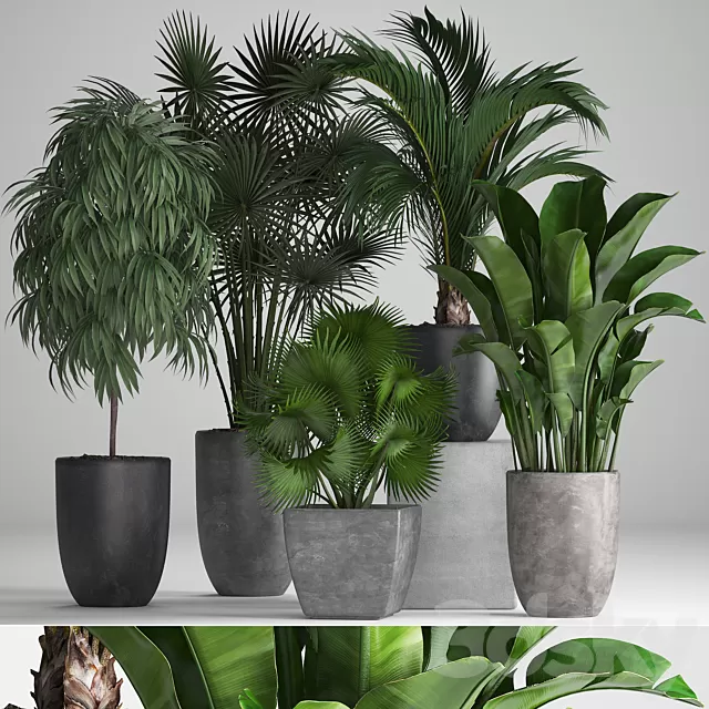 Plants – Flowers – 3D Models Download – Plant collection 258 Plants – Flowers – 3D Models Download – Plant collection 258