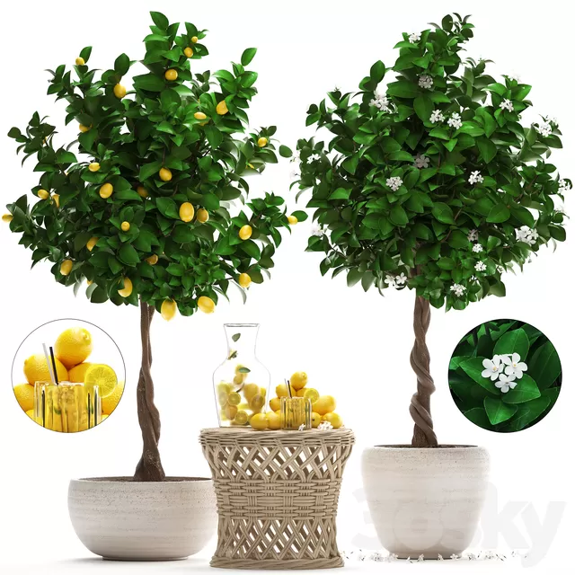Plants – Flowers – 3D Models Download – Plant Collection 265. Citrus limon Plants – Flowers – 3D Models Download – Plant Collection 265. Citrus limon