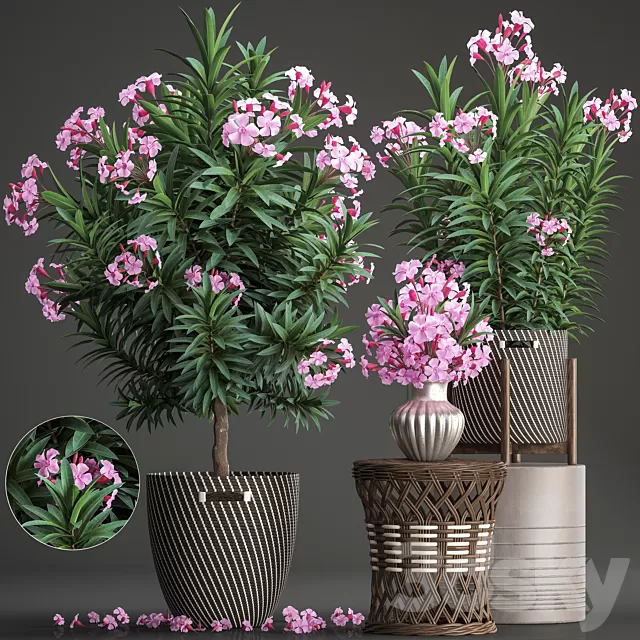 Plants – Flowers – 3D Models Download – Plant Collection 268 Plants – Flowers – 3D Models Download – Plant Collection 268