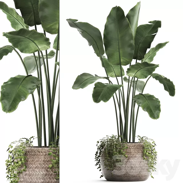 Plants – Flowers – 3D Models Download – Plant Collection 412 Banana Plants – Flowers – 3D Models Download – Plant Collection 412 Banana