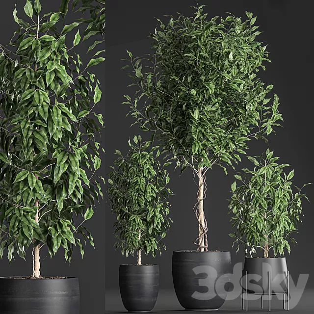 Plants – Flowers – 3D Models Download – Plant collection 553 in black pots Plants – Flowers – 3D Models Download – Plant collection 553 in black pots
