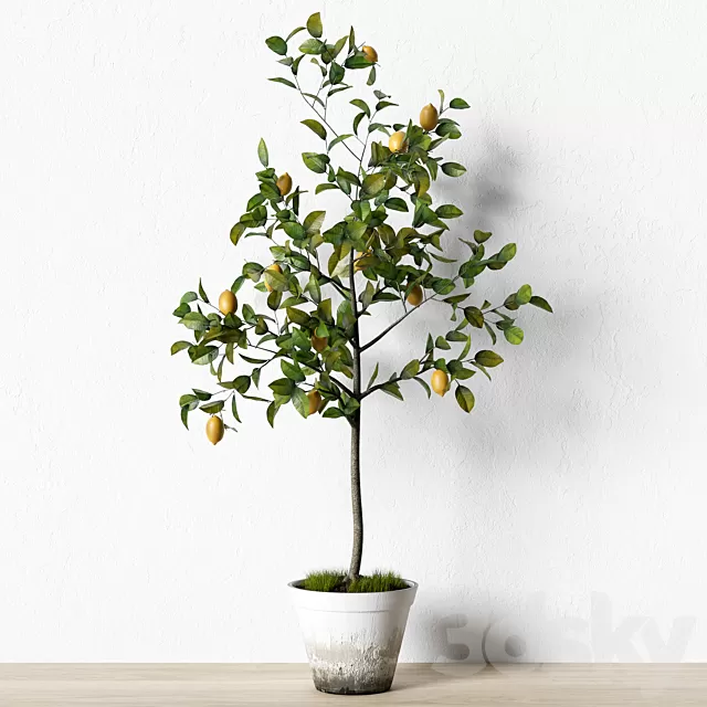 Plants – Flowers – 3D Models Download – Plant.003 Plants – Flowers – 3D Models Download – Plant.003