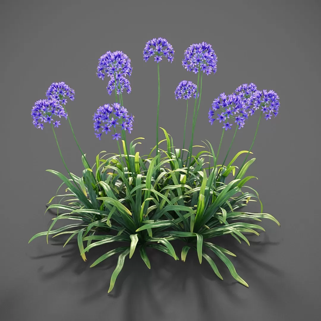 Plants – Flowers – 3D Models Download – Plants Agapanthus Plants – Flowers – 3D Models Download – Plants Agapanthus