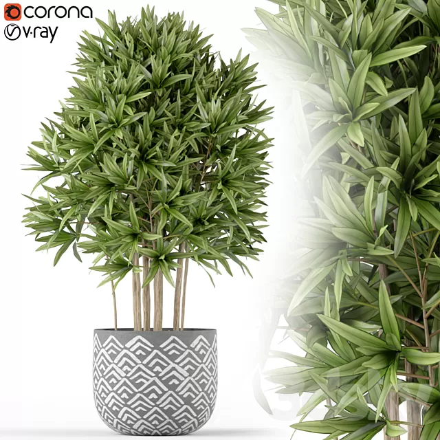 Plants – Flowers – 3D Models Download – Plants collection 224 (dracaena)
