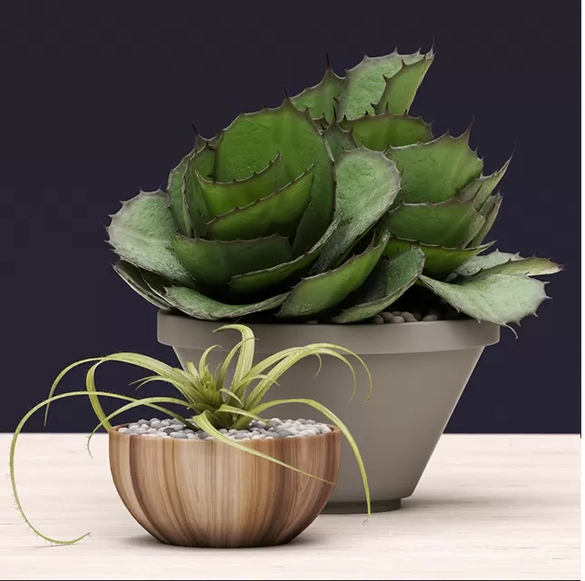 Plants – Flowers – 3D Models Download – Potted Agave Succulents