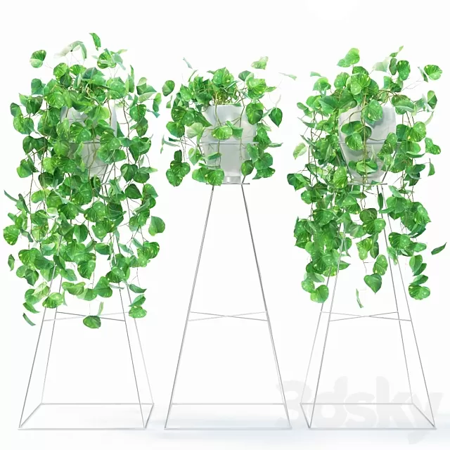 Plants – Flowers – 3D Models Download – scindapsus