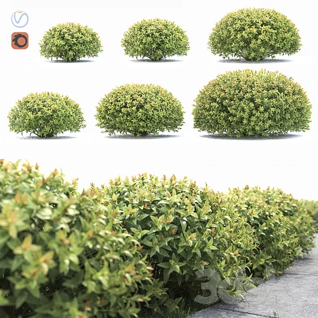Plants – Flowers – 3D Models Download – Spirea Japanese max 2013 (Corona)