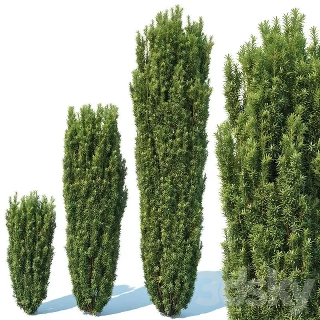 Plants – Flowers – 3D Models Download – Taxus Baccata # 1 Fastigiata Robusta V2