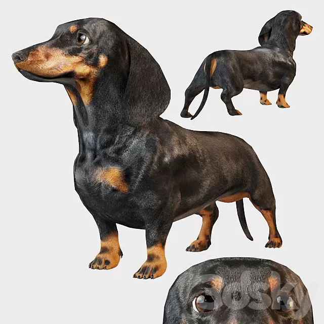 Creature – 3D Models – Dachshund 3D model