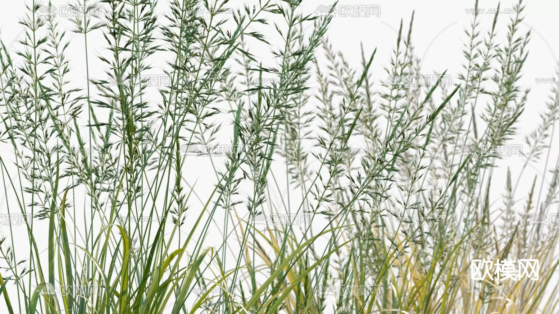 Plants and Flower – 3D Modesl – 0003