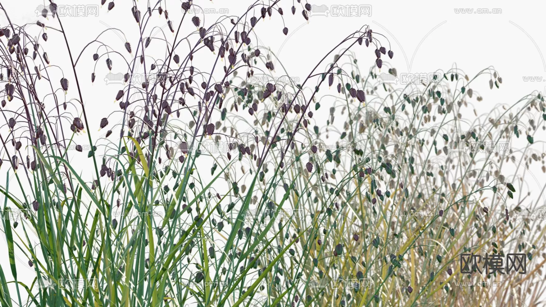 Plants and Flower – 3D Modesl – 0005