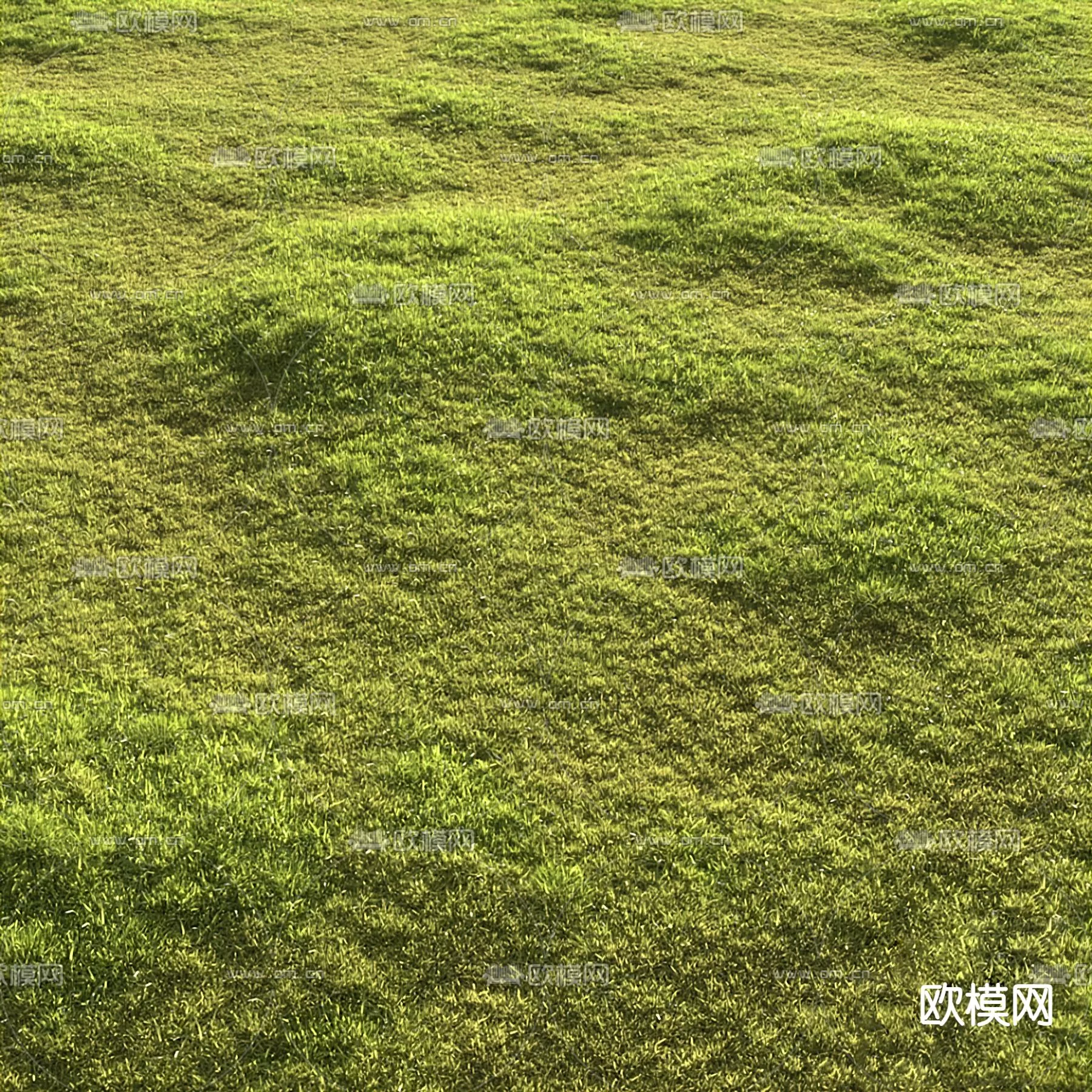 Plants and Flower – 3D Modesl – 0007