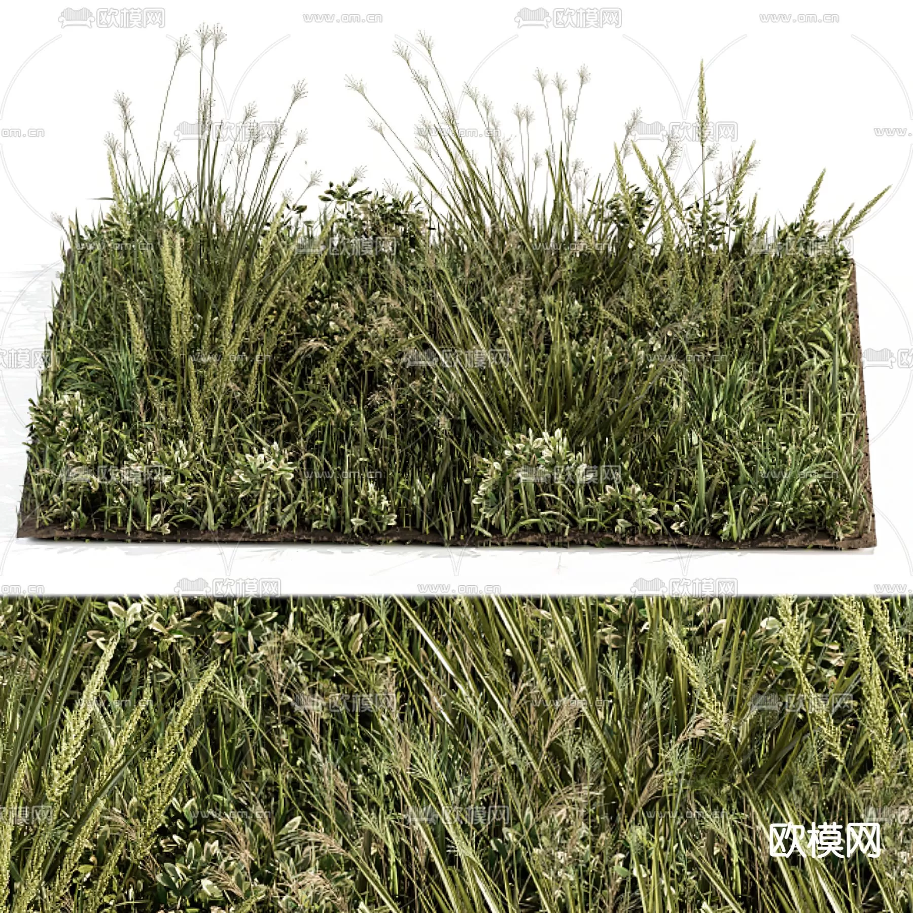 Plants and Flower – 3D Modesl – 0014