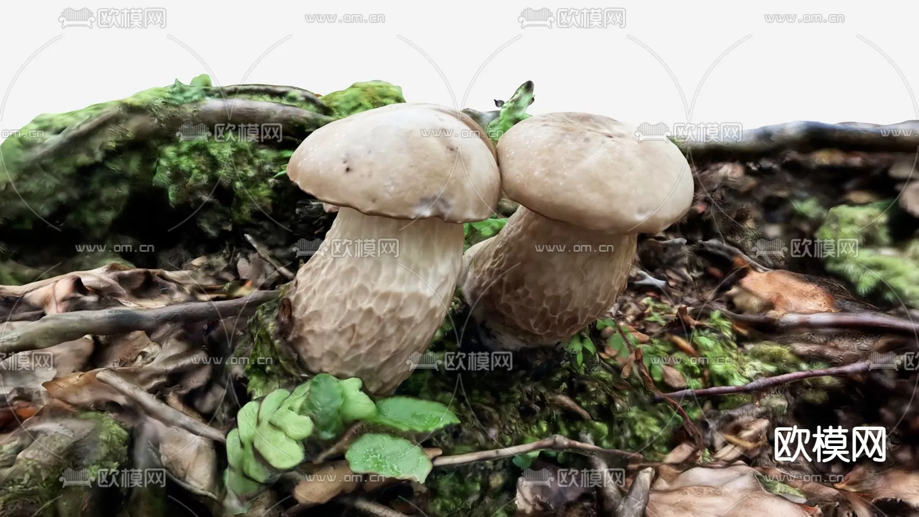 Plants and Flower – 3D Modesl – 0026