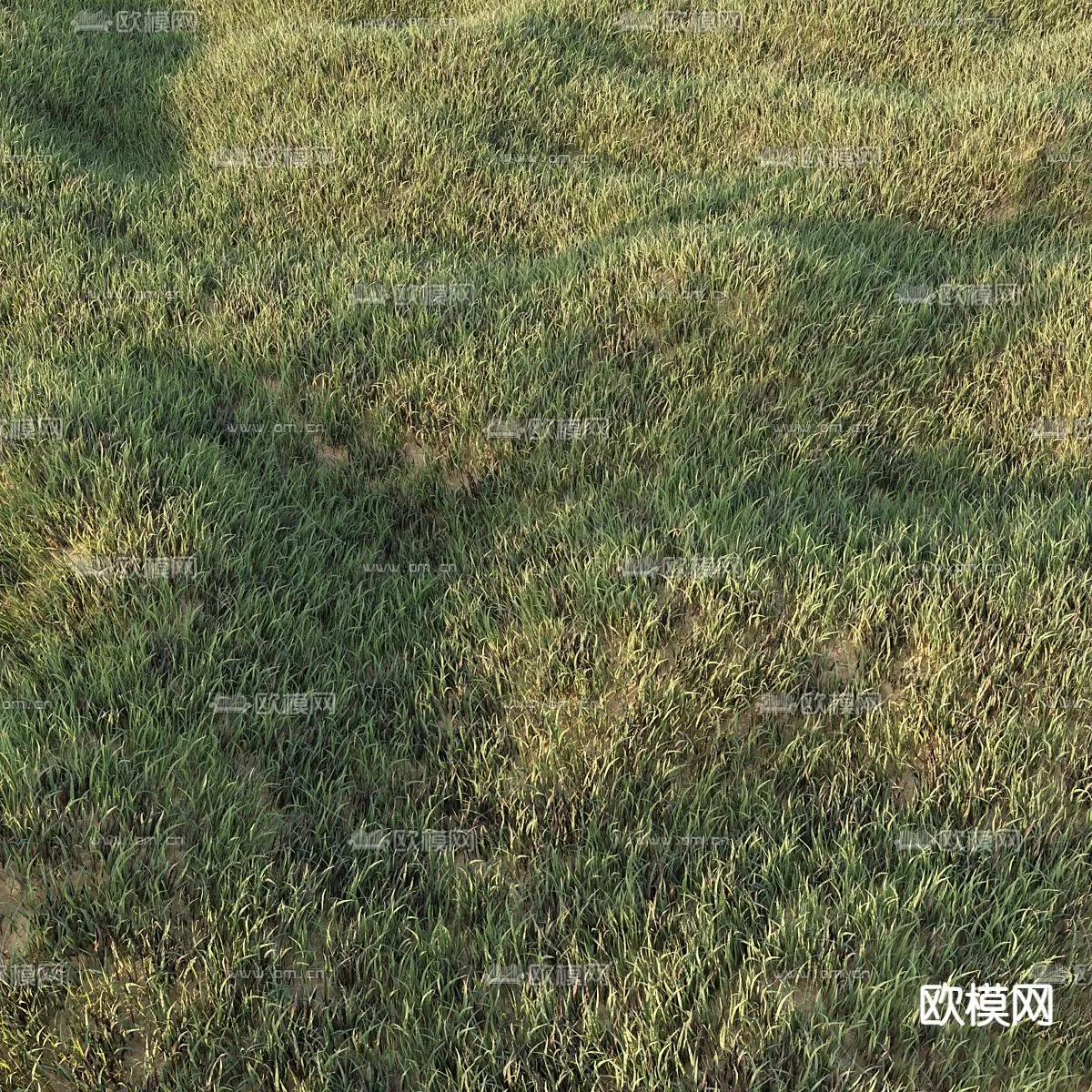 Plants and Flower – 3D Modesl – 0035