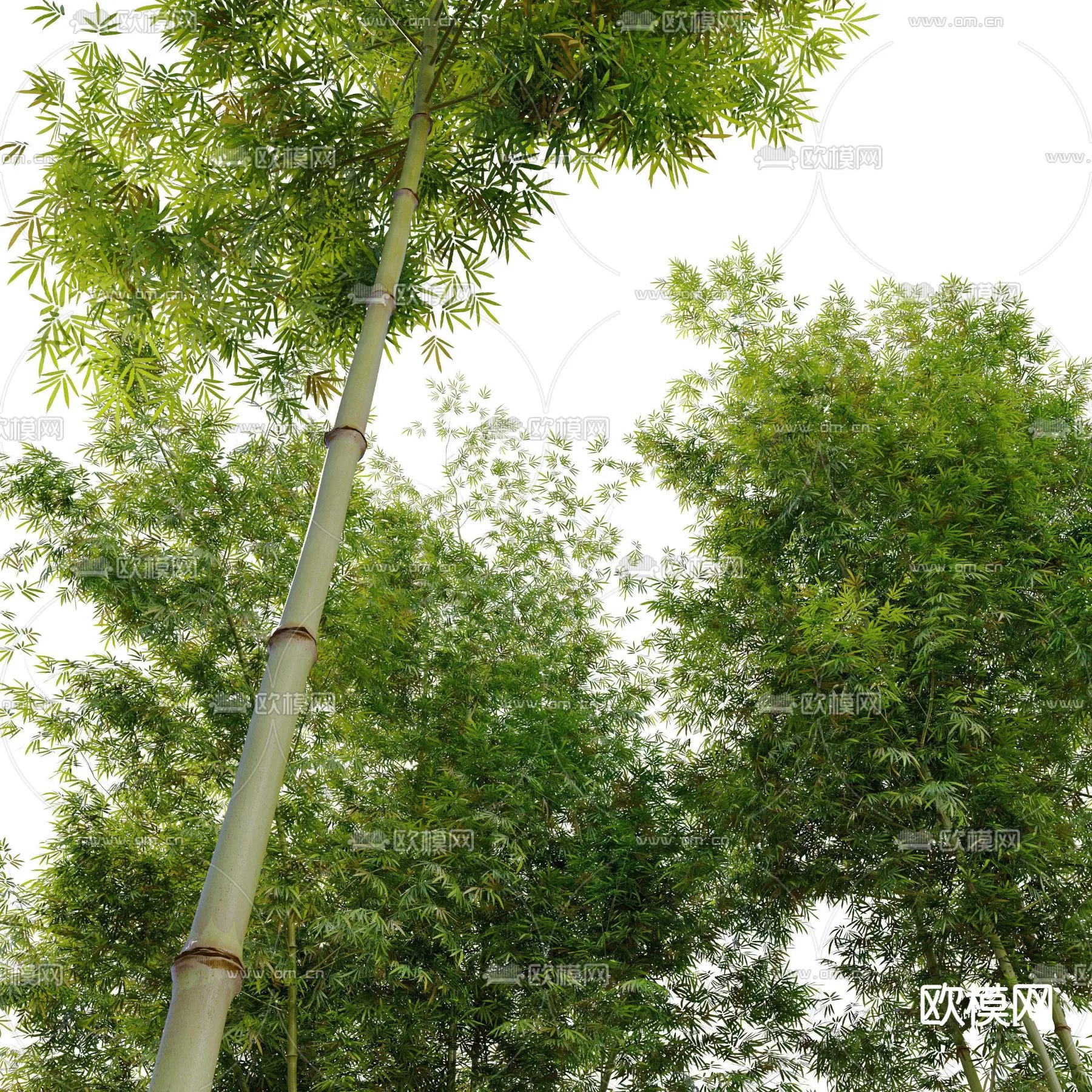 Plants and Flower – 3D Modesl – 0049