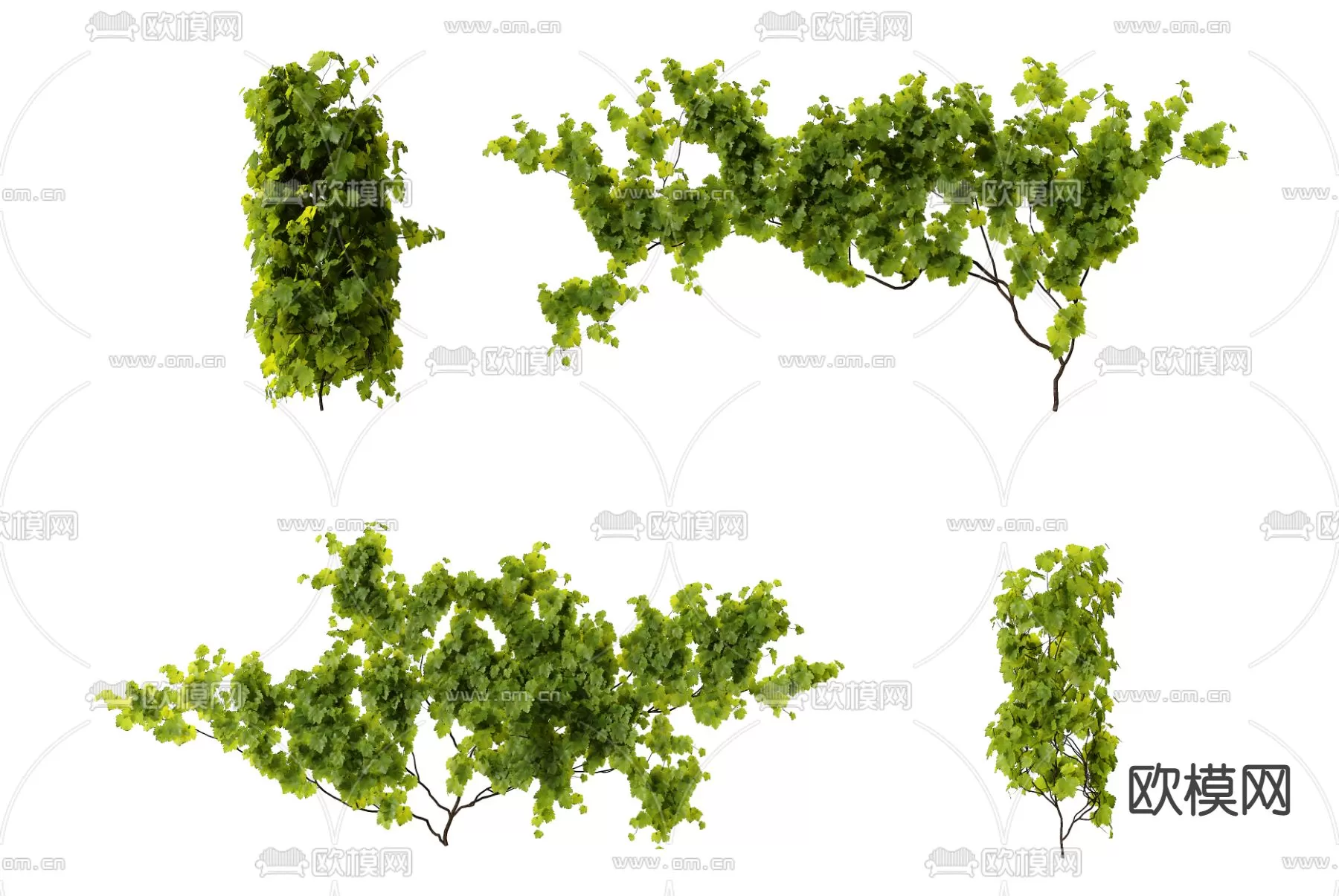 Plants and Flower – 3D Modesl – 0086