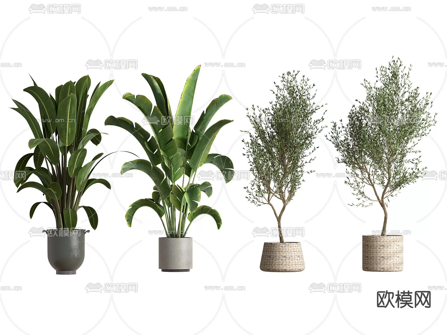 Plants and Flower – 3D Modesl – 0162