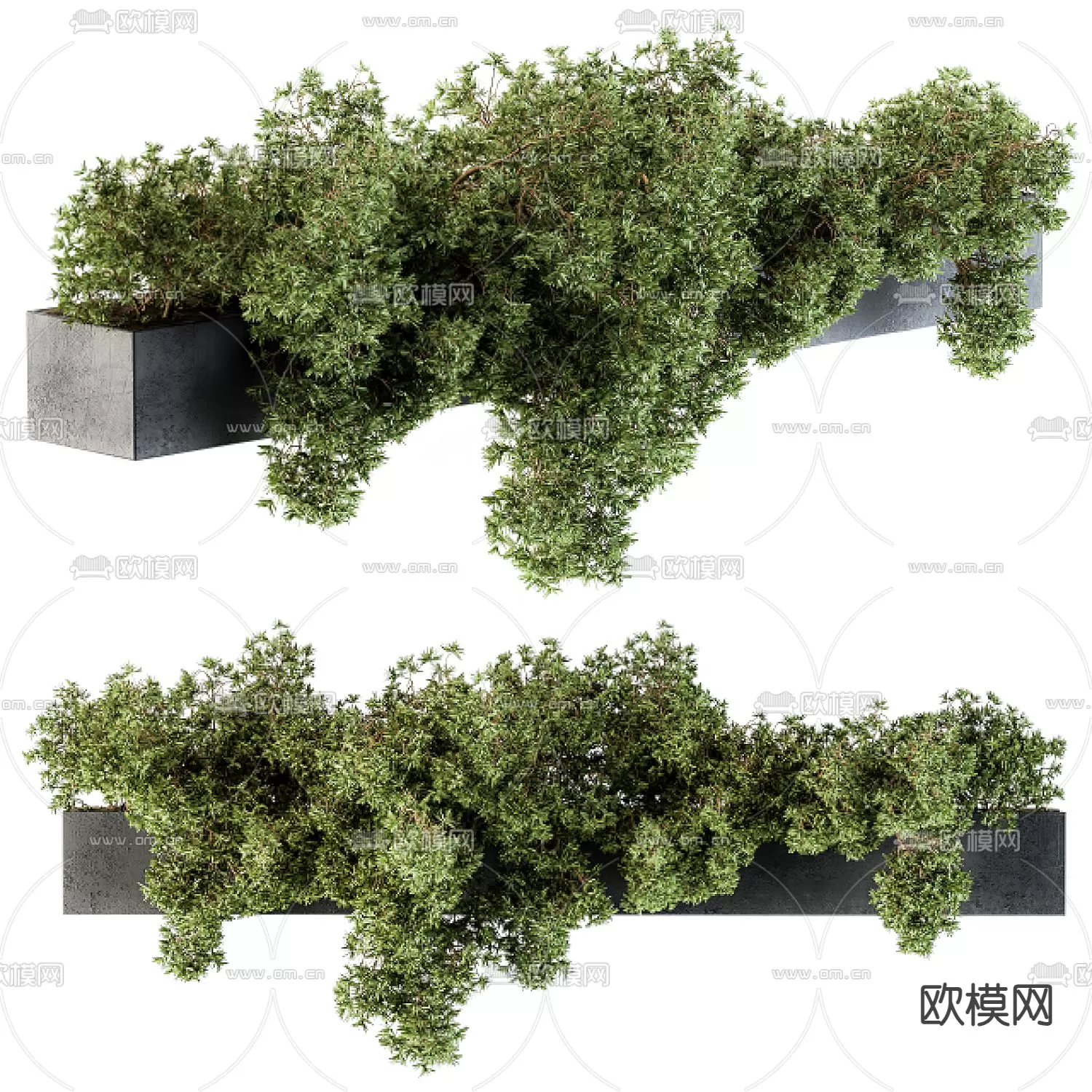 Plants and Flower – 3D Modesl – 0257