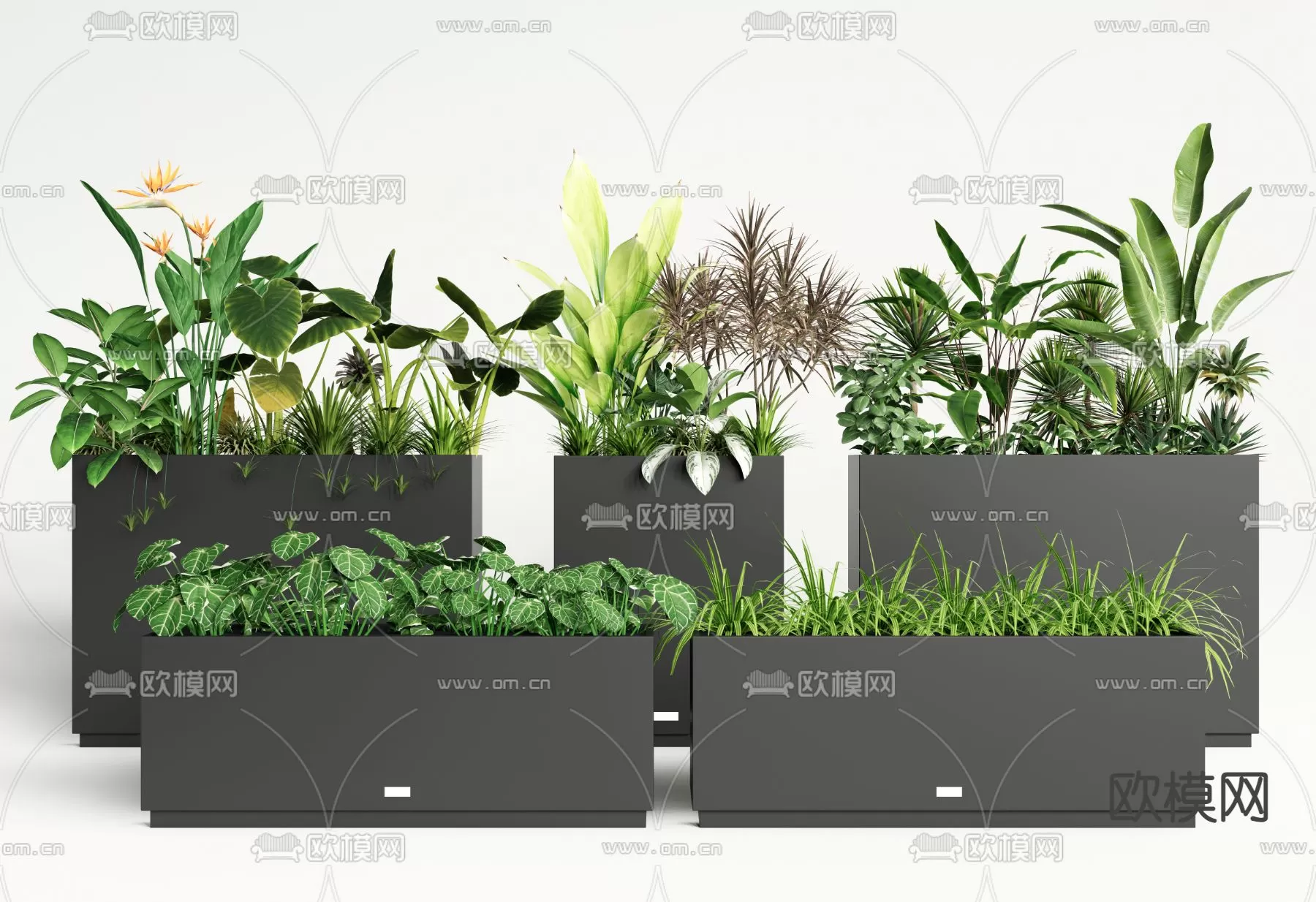 Plants and Flower – 3D Modesl – 0308