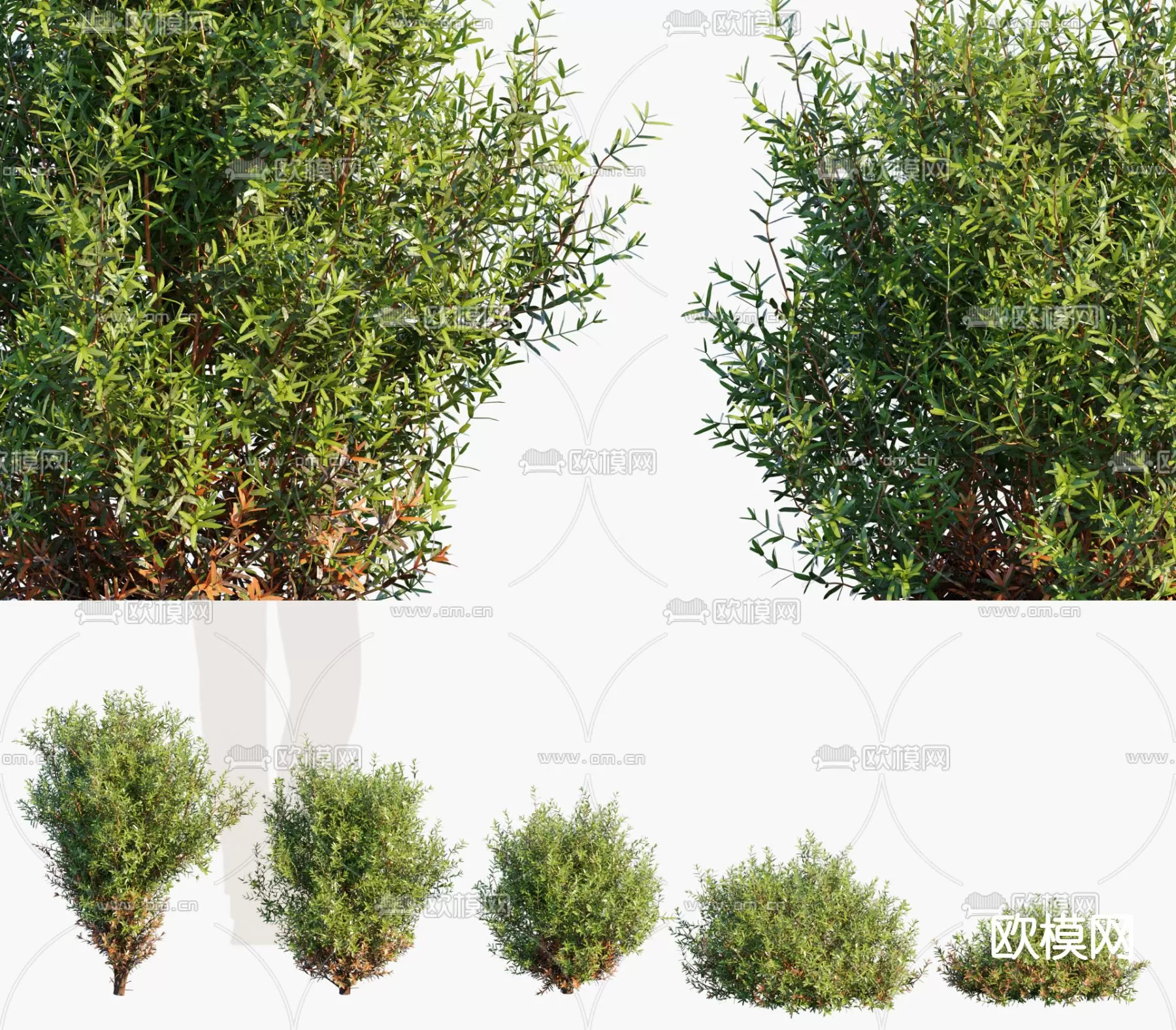 Plants and Flower – 3D Modesl – 0378