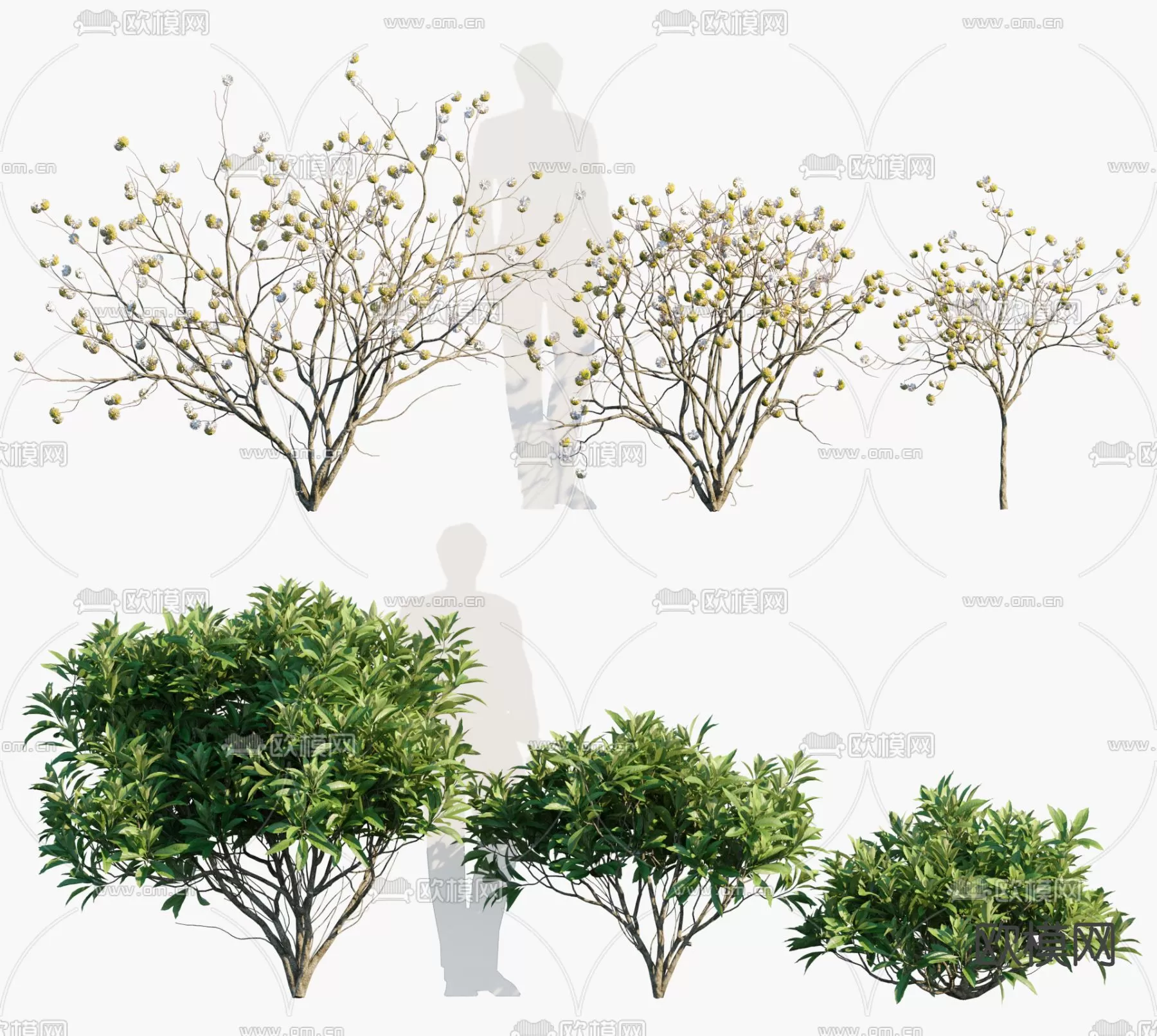 Plants and Flower – 3D Modesl – 0379