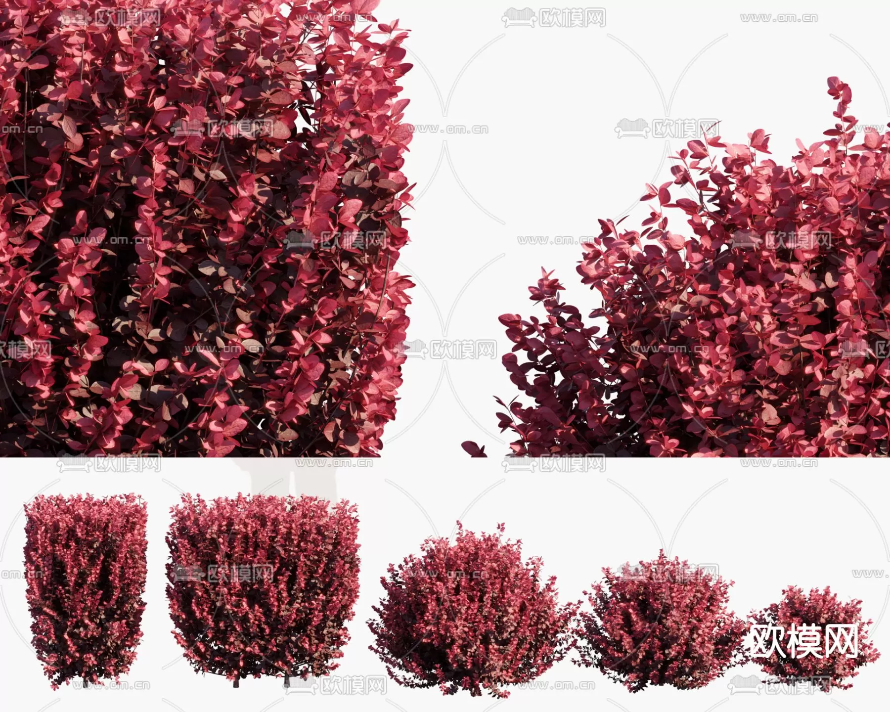 Plants and Flower – 3D Modesl – 0381