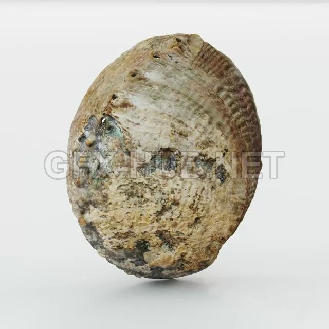 Acc_Shell – 205175