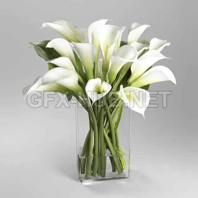 Amb_callas – 205647