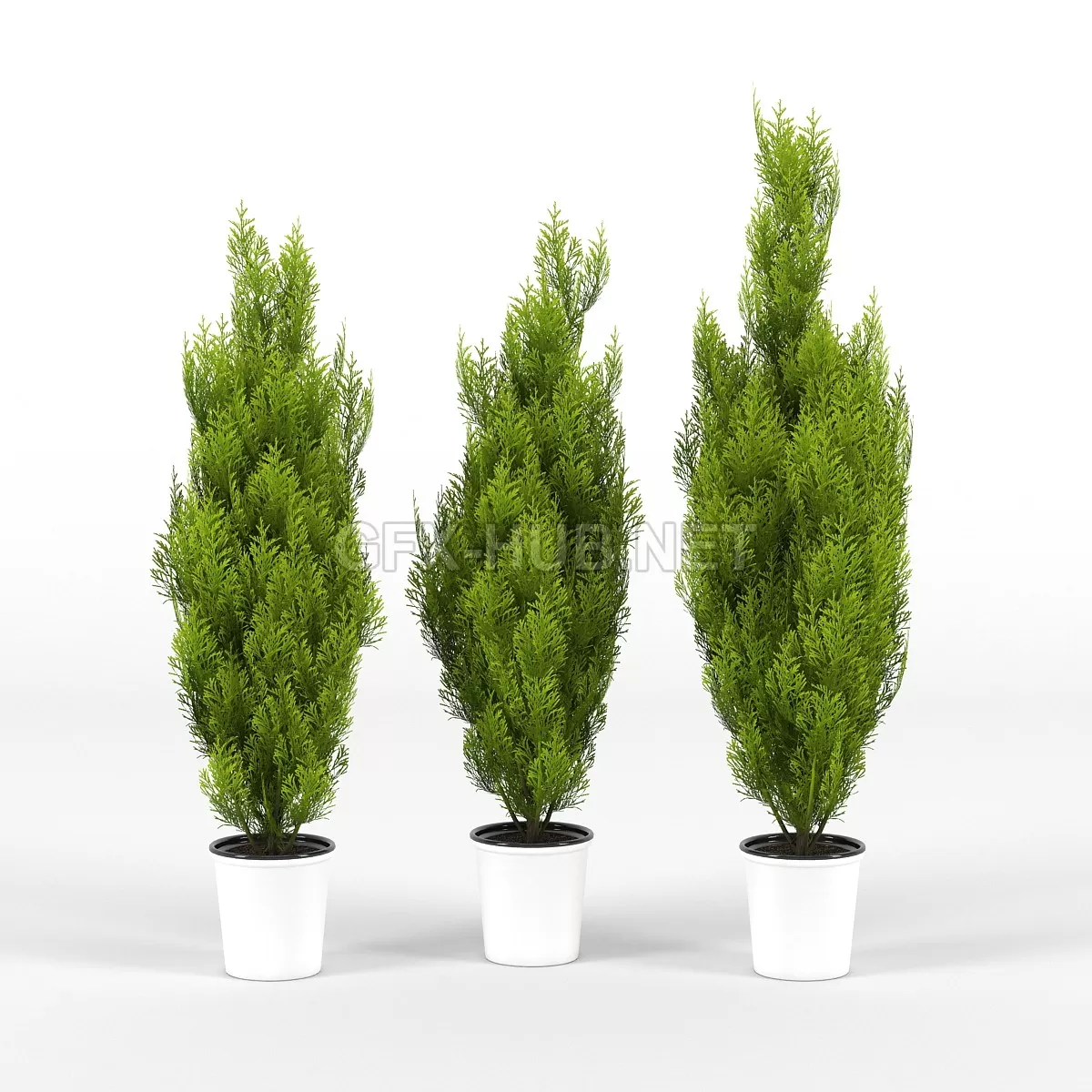Amb_cupressus wilma – 205681
