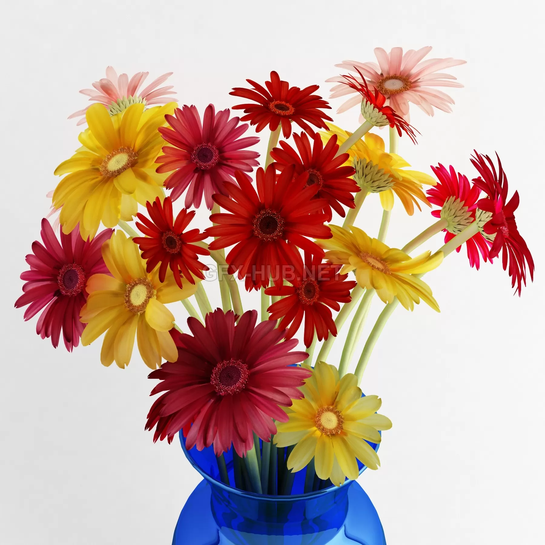 Amb_Gerbera – 205715