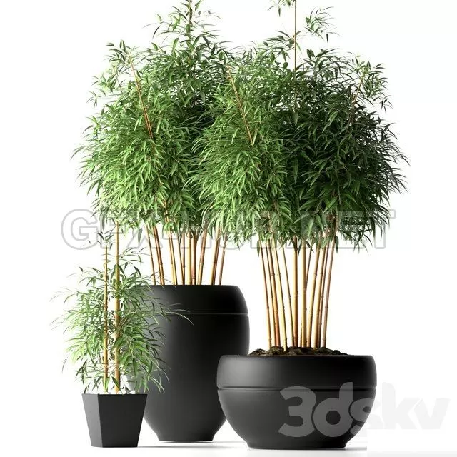 BAMBOO PLANTS 18 – 207027
