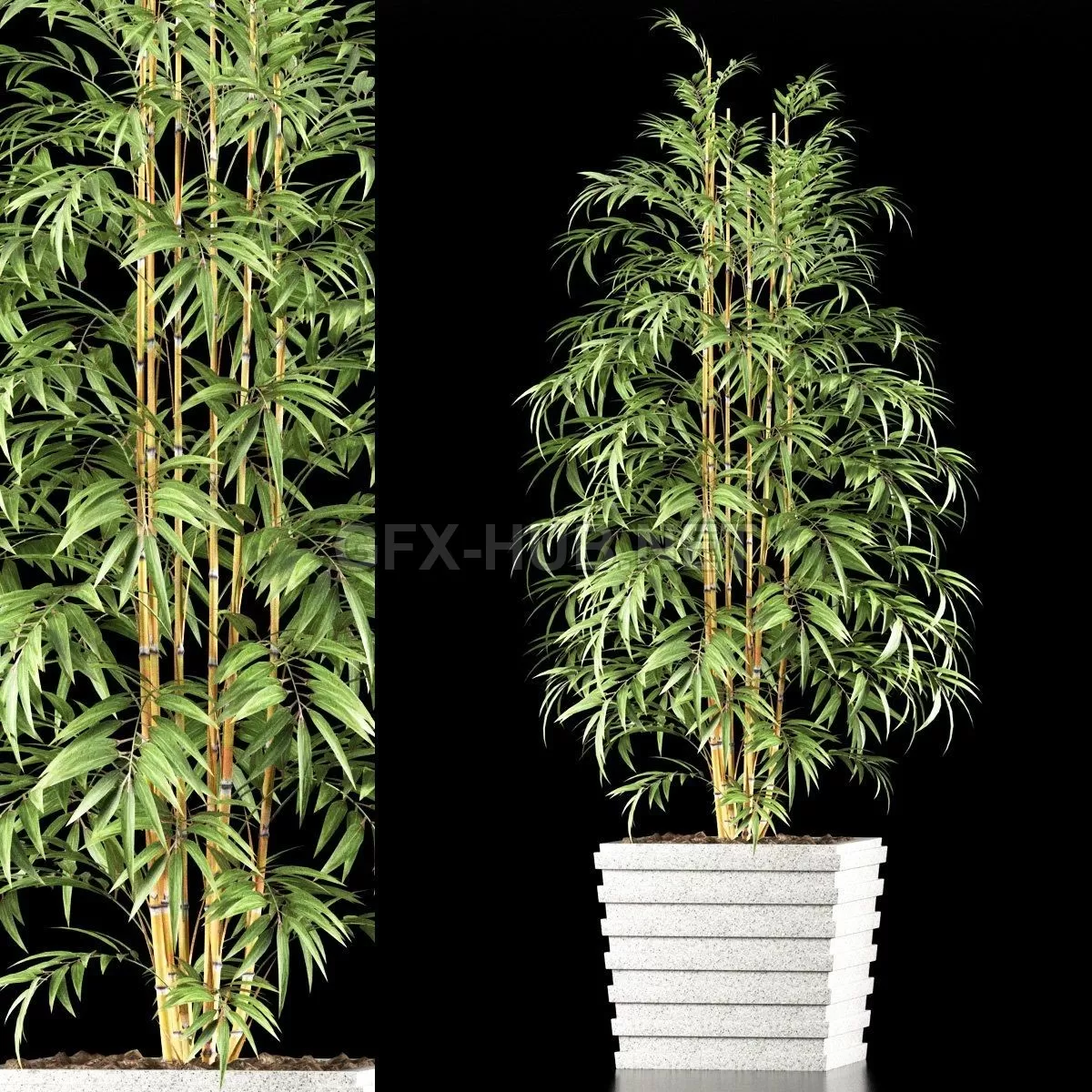 Bamboo plants 61 – 207029