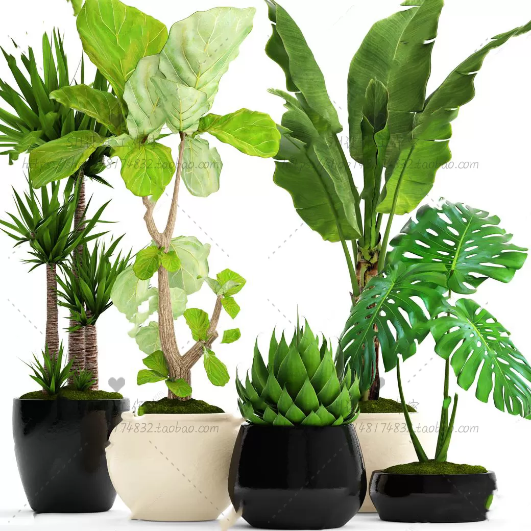 Plants and Flowers – 3Ds Models – 0372 Plants and Flowers – 3Ds Models – 0372