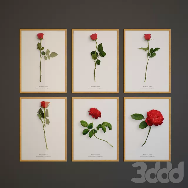 Beloved rose – 207993